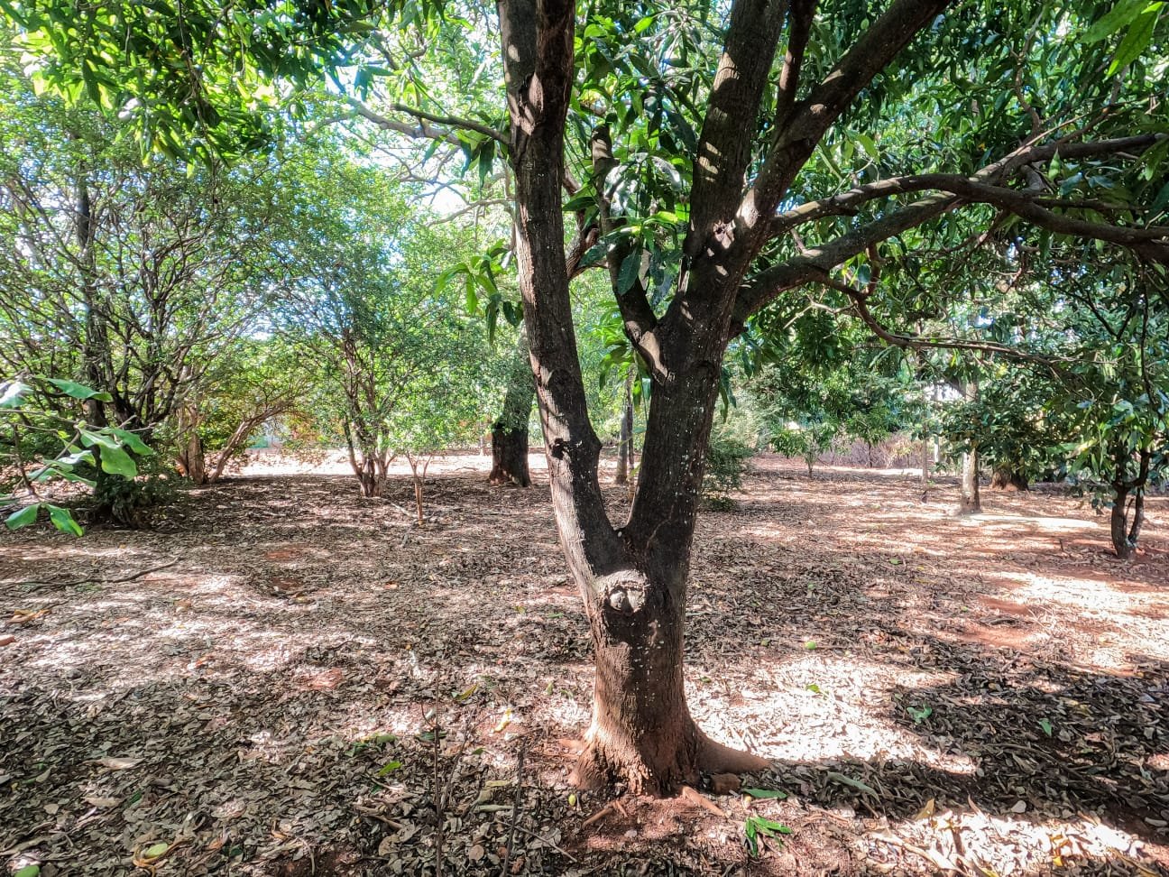 13 FLORESTA 1 CARLOS